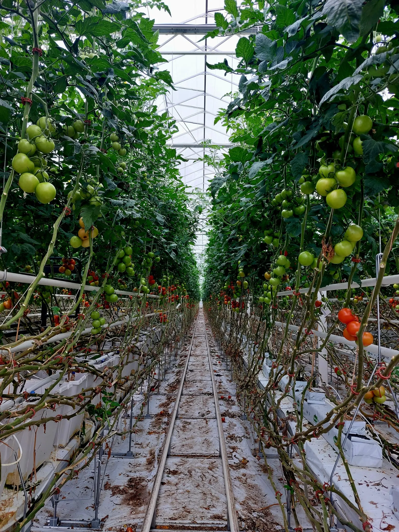 Tomates serre