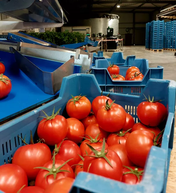 Faascht tomates cageot.jpg